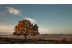 New Forest Lone Tree